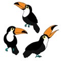 cute hand drawing. tropical birds set. color toucan drawing, collection isolated on white background. Royalty Free Stock Photo